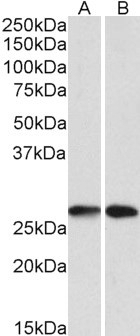 Tensin 1 Antibody