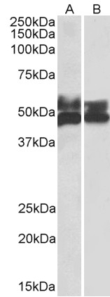BMP1 Antibody