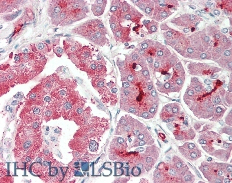 ALDH3A2 Antibody