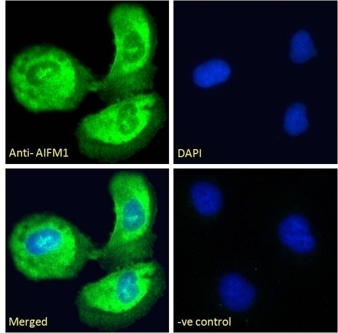 BPI Antibody