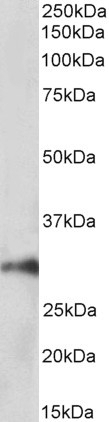 ATG4A Antibody