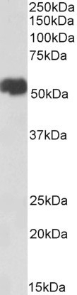 AIFM1 Antibody