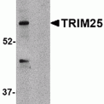 Western blot analysis of TRIM25 in HeLa cell lysate in (A) the absence and (B) presence of blocking peptide with TRIM25 antibody at 1 μg/mL.