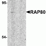 Western blot analysis of RAP80 in 293 cell lysate in (A) the absence and (B) presence of blocking peptide with RAP80 antibody at 1 μg/mL.