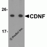 Western blot analysis of CDNF in A-20 cell lysate in (A) the absence and (B) the presence of blocking peptide. with CDNF antibody at 1 μg/mL.