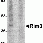 Western blot analysis of Rim3 in human brain tissue lysate with Rim3 antibody at 1 μg/mL in the (A) absence and (B) presence of blocking peptide.