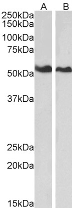 Annexin Antibody