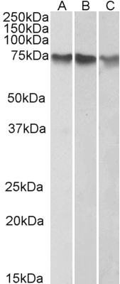 ATF2 Antibody