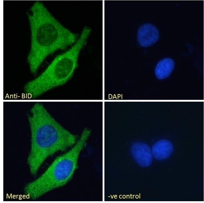 BID Antibody