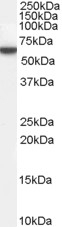 SHP-1 Antibody