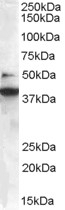 BIF-1 Antibody