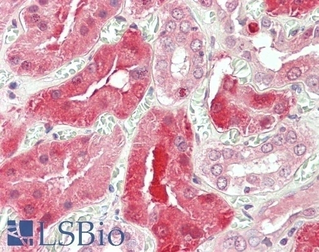 STAT3 Antibody