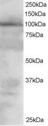 VAV2 Antibody