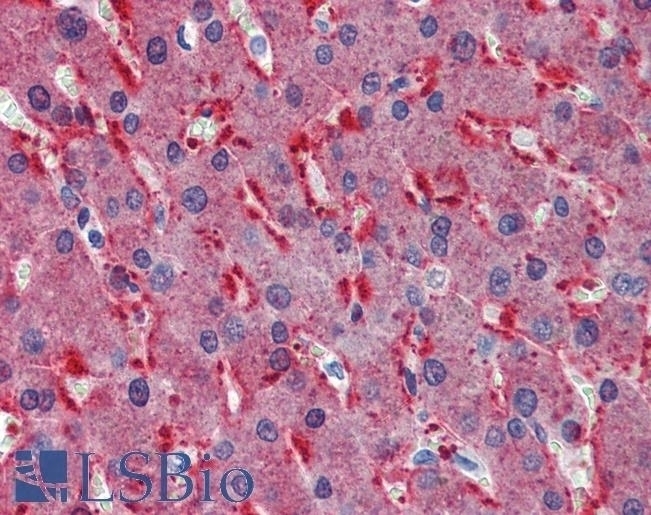 ABCE1 Antibody