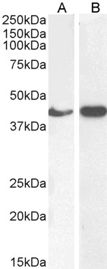 Actin Antibody