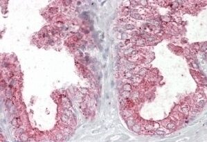 Actin-like 7B Antibody