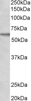 Activin receptor-like kinase 1 Antibody