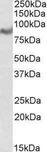 Acylglycerol kinase Antibody