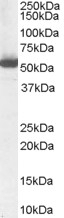 Adenosine A2 alpha Receptor Antibody