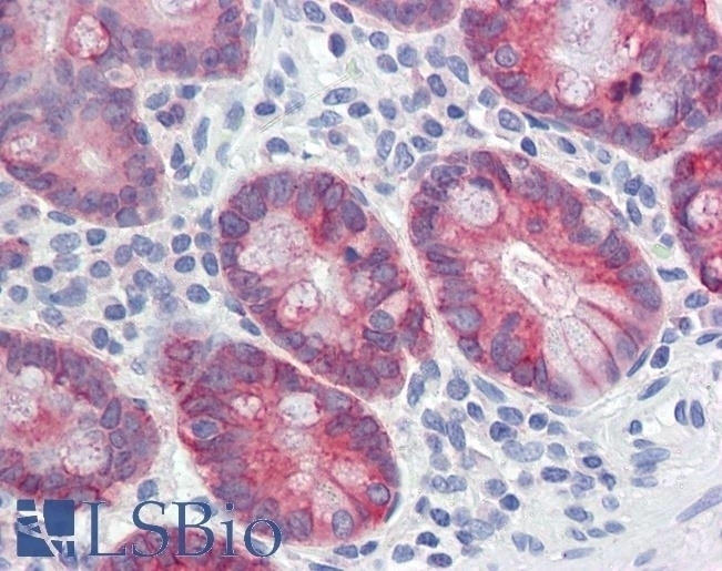 AGR2 Antibody