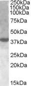 AID Antibody