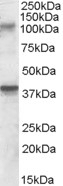 AKAP10 Antibody