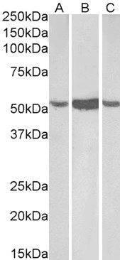 ALDH1A1 Antibody