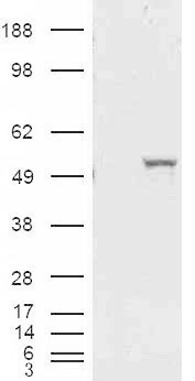 ALDH1A1 Antibody