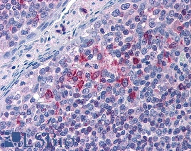 ALOX5AP Antibody