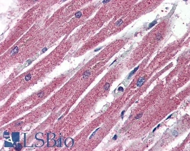 AMID Antibody