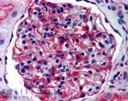 Aminopeptidase A Antibody