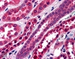 Amisyn Antibody