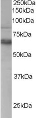 ALS2CR3 Antibody