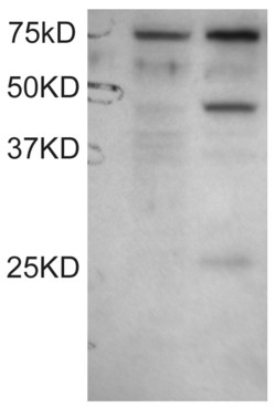 AP-2 gamma Antibody