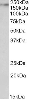 APBB1 Antibody