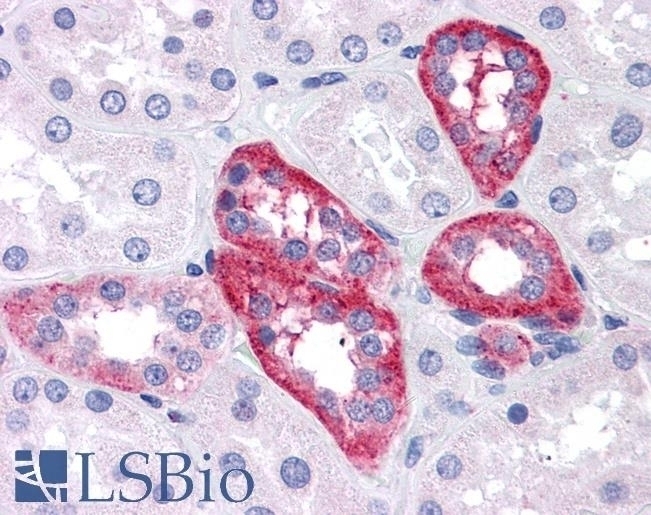 APH1A Antibody