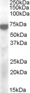 APOBEC2 Antibody