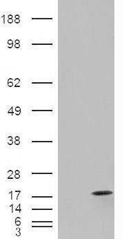 APOC1 Antibody