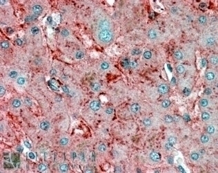 APOE Antibody