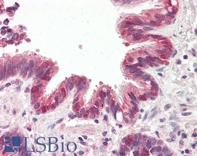 Apollon Antibody
