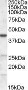 APOM Antibody