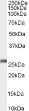 APPL1 Antibody