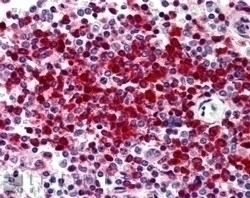 ARG1 Antibody