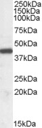 ARG1 Antibody