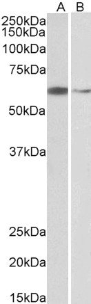 ARIH2 Antibody