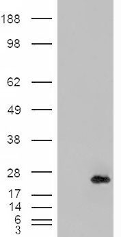 ARNO Antibody