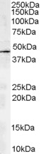 ARP1 Antibody