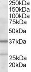 ARP2-3 Antibody
