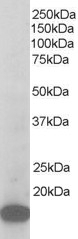 ARPC3 Antibody