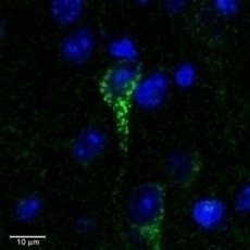 Arylsulfatase C Antibody